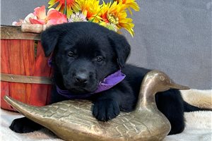 Felicity - Labrador Retriever for sale