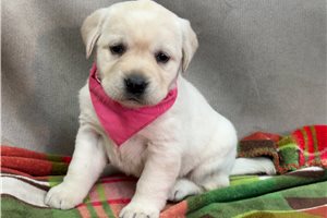 Hazel - puppy for sale