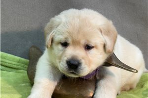 Alaya - puppy for sale
