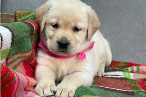 Dixie - Labrador Retriever for sale