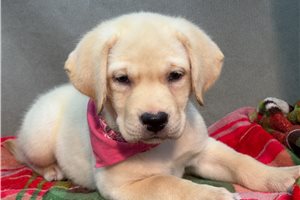 Martha - Labrador Retriever for sale