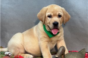 Bingo - Labrador Retriever for sale
