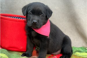 Ella - Labrador Retriever for sale