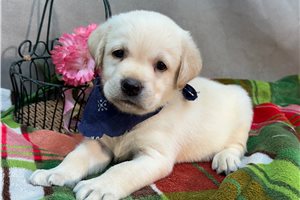 Orlando - Labrador Retriever for sale