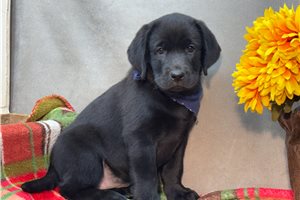 Teegan - Labrador Retriever for sale