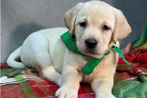 Matilda - Labrador Retriever for sale