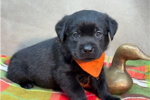 Norbit - Labrador Retriever for sale
