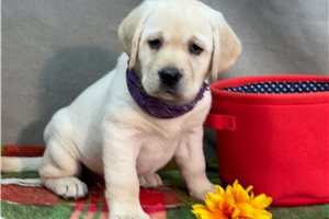Hailey - Labrador Retriever for sale