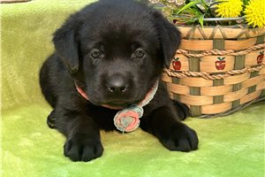 Zoey - Labrador Retriever for sale