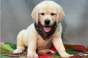 Tiller - Labrador Retriever for sale