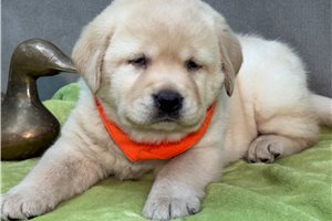 Alana - puppy for sale
