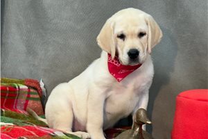 Bantam - Labrador Retriever for sale