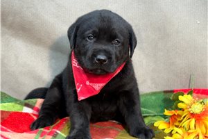 Vander - Labrador Retriever for sale