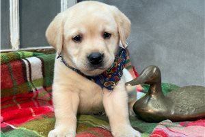 Mick - puppy for sale