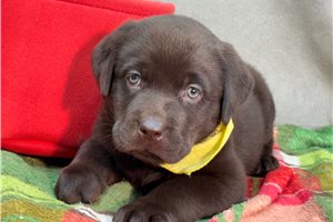 Everett - Labrador Retriever for sale