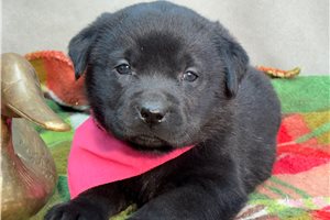 Lucy - Labrador Retriever for sale