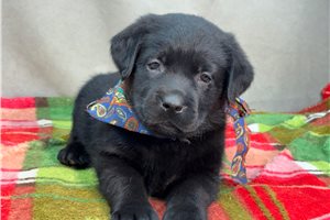 Dixon - Labrador Retriever for sale
