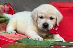 Bailey - puppy for sale