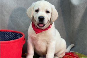 Hudson - Labrador Retriever for sale
