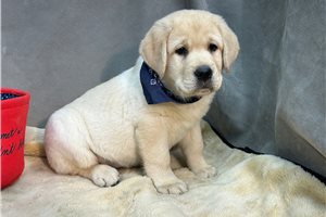 Cibola - puppy for sale