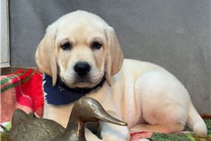 Banjo - Labrador Retriever for sale