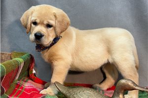 Beau - Labrador Retriever for sale