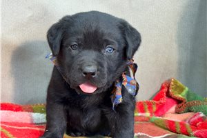 Leonardo - puppy for sale