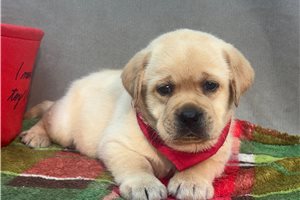 Brody - Labrador Retriever for sale