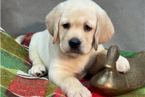 Tiki - Labrador Retriever for sale