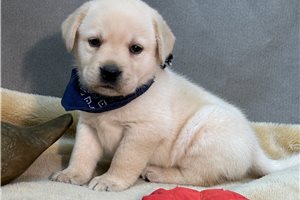 Travis - Labrador Retriever for sale