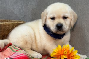 Banjo - Labrador Retriever for sale