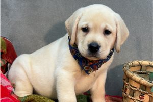 Balto - puppy for sale