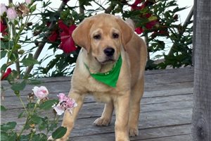 Bingo - Labrador Retriever for sale