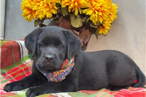 Trixie - Labrador Retriever for sale