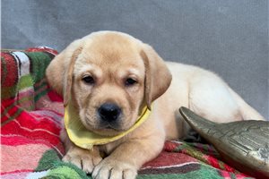 Blaze - Labrador Retriever for sale