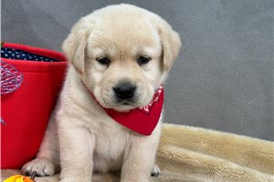 Cornelius - puppy for sale