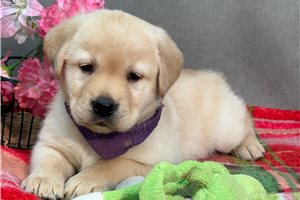 Daphne - Labrador Retriever for sale