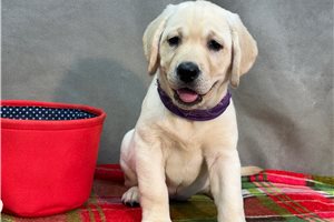 Hailey - Labrador Retriever for sale