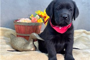 Finn - Labrador Retriever for sale