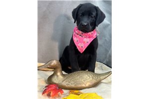 Peyton - puppy for sale