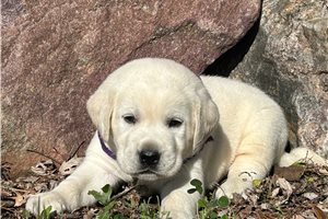 Kona - Labrador Retriever for sale