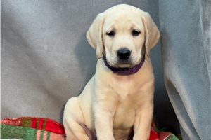 Abel - Labrador Retriever for sale