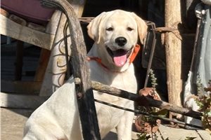 Marzipan - Labrador Retriever for sale