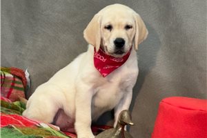Bantam - Labrador Retriever for sale