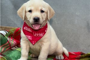 Nigel - Labrador Retriever for sale