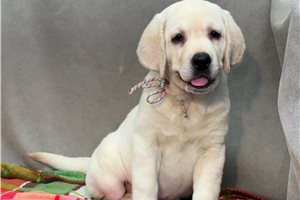 Haven - Labrador Retriever for sale