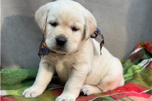 Hunter - Labrador Retriever for sale
