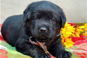 Voyager - Labrador Retriever for sale