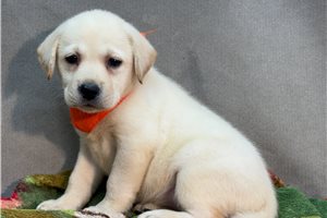 Marzipan - Labrador Retriever for sale