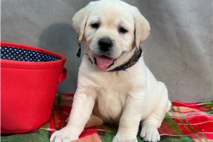 Hunter - Labrador Retriever for sale